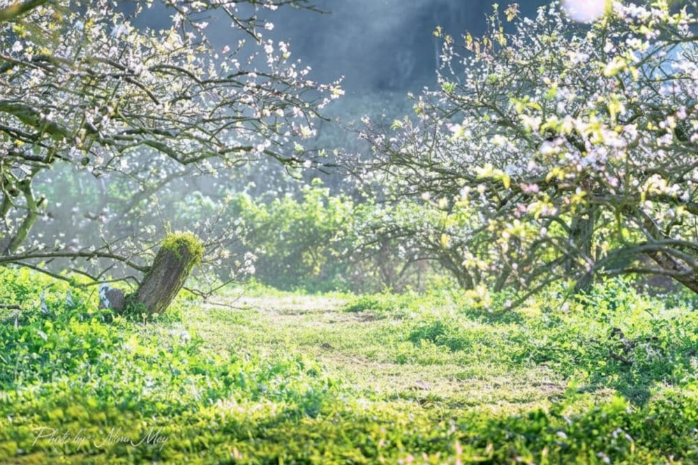 Mùa hoa mận Mộc Châu